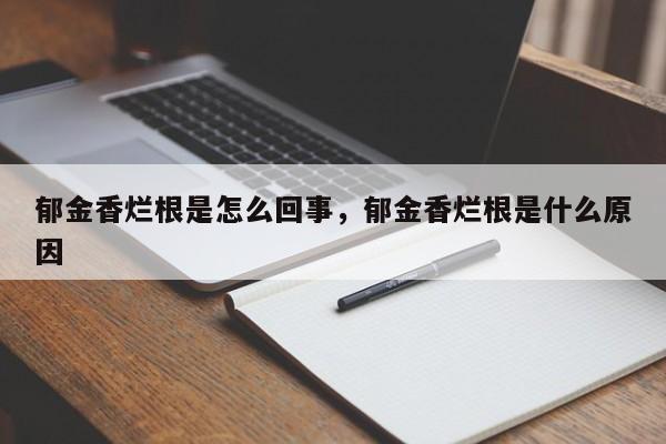 郁金香烂根是怎么回事，郁金香烂根是什么原因